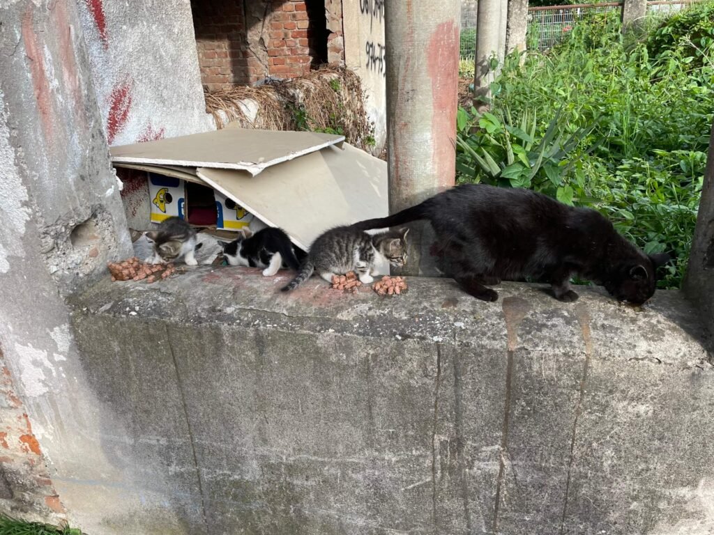 Foča kittens voeren