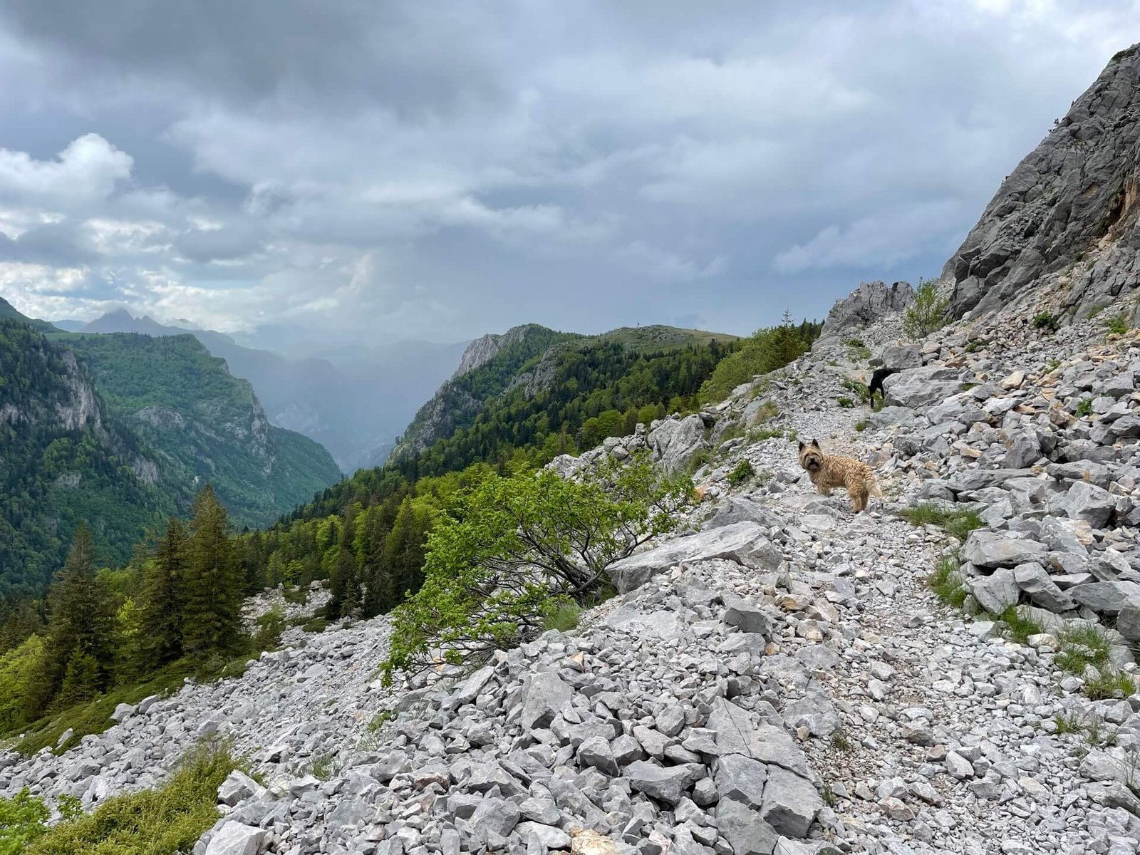 Trnovacko hike honden