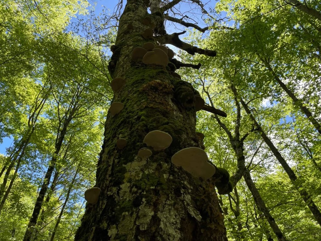 Trnovacko hike zwammen