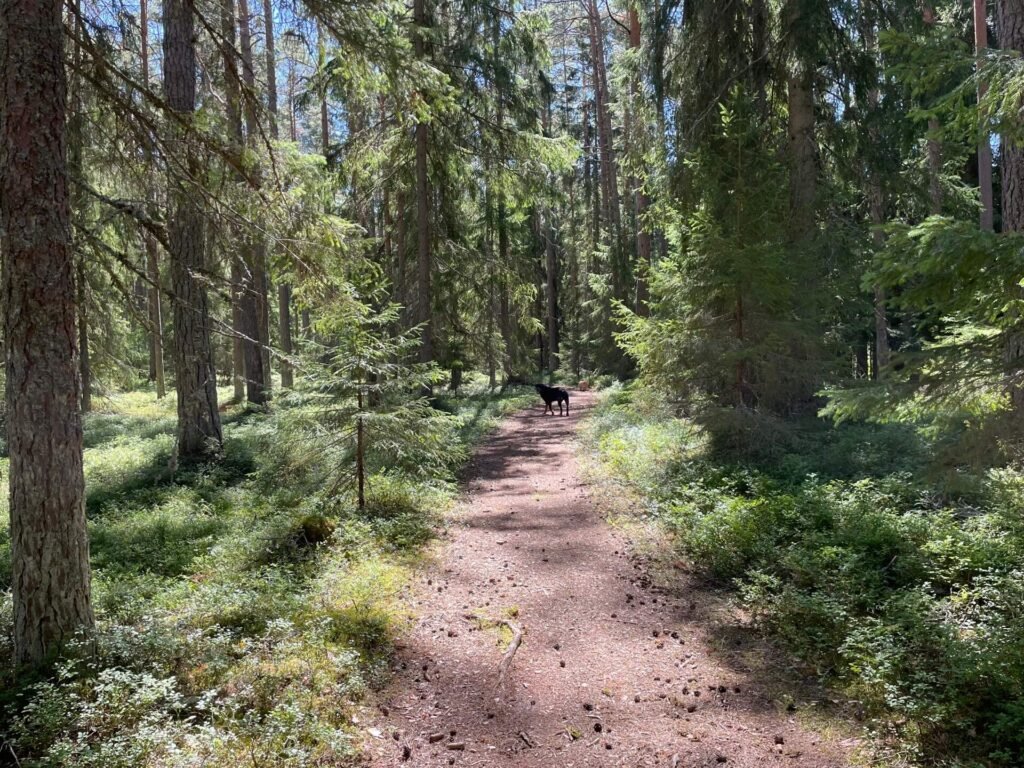 Lahemaa national park wandelen