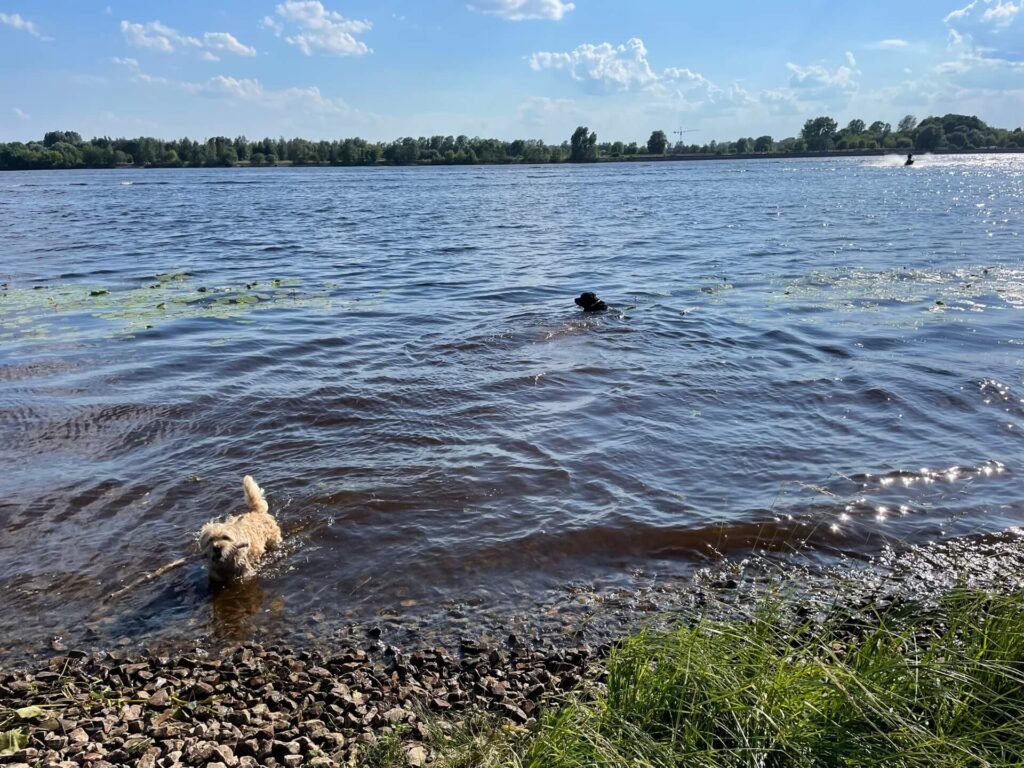 Riga westelijke Dvina honden gaan zwemmen