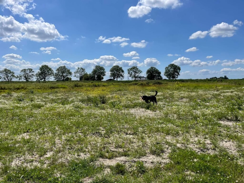 Thuis Prinsenland honden uitlaten