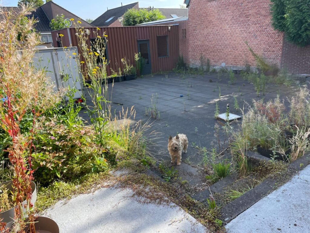 Thuis de tuin is een oerwoud