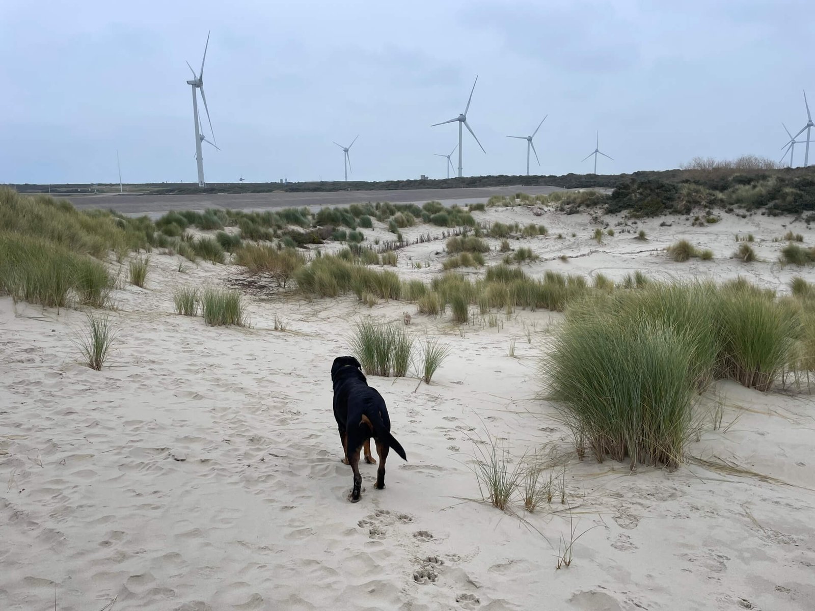 Duinen van Neeltje Jans