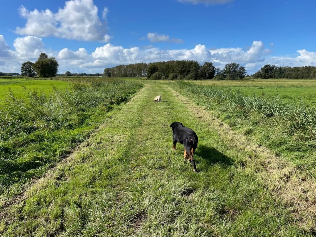 Zonnige polderwandeling in Brabant